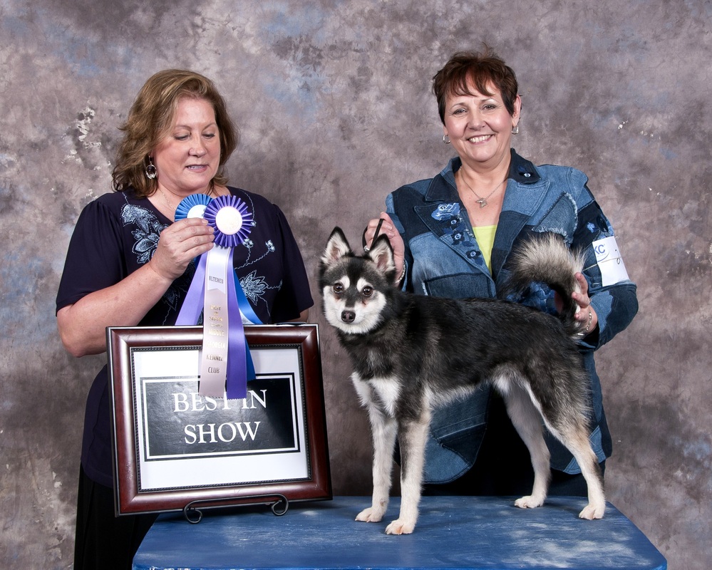 Our Alaskan Klee Kai Scarletoak Great Danes