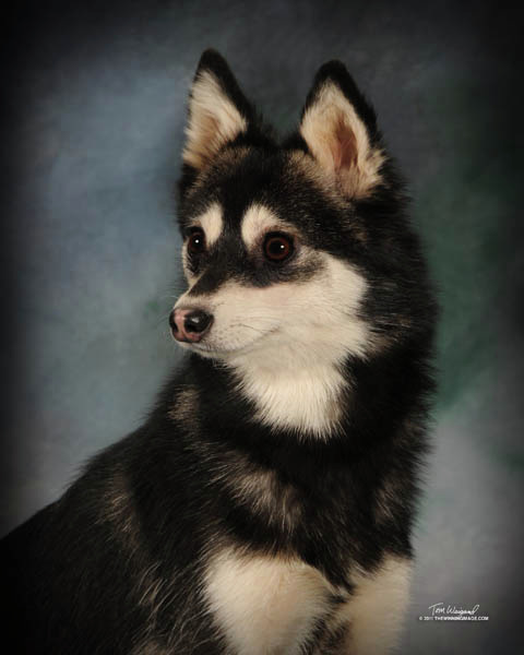 Our Alaskan Klee Kai Scarletoak Great Danes